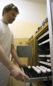 Купить инкубационное яйцо в Твери