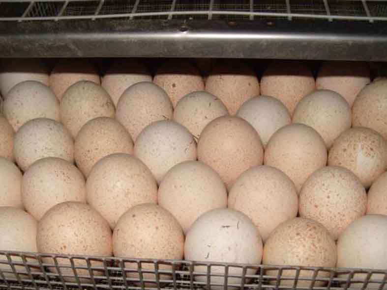 купить инкубационное яйцо дикой индейки